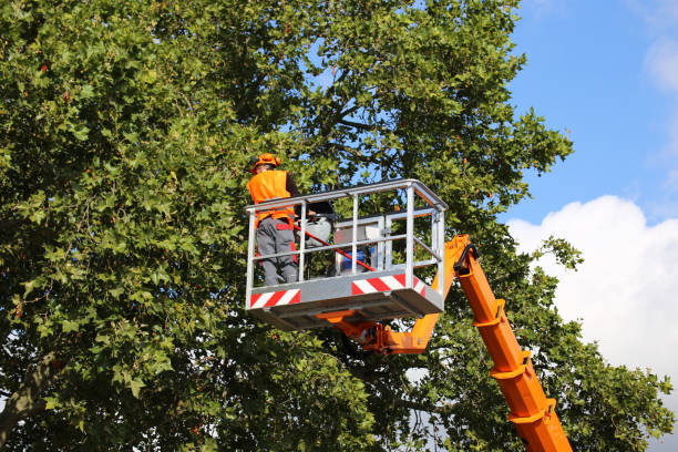 Best Commercial Tree Services  in USA